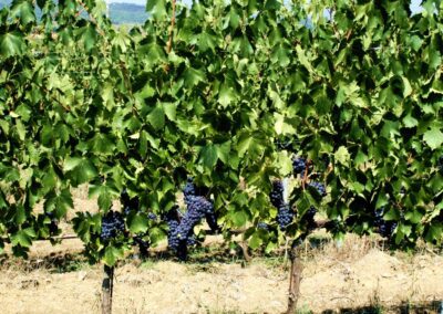 La Cantina di Presciano