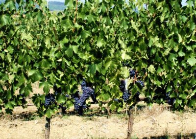 La Cantina di Presciano